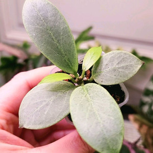 호야 옵스쿠라 크립틱크롬