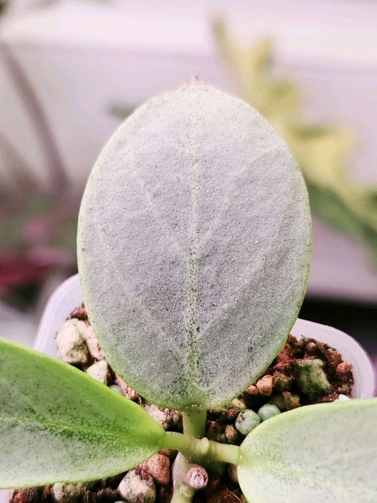 호야 옵스쿠라 크립틱크롬--1