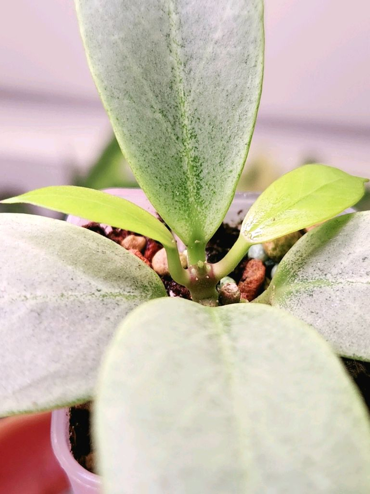 호야 옵스쿠라 크립틱크롬--2