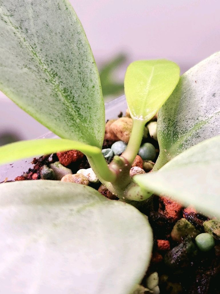 호야 옵스쿠라 크립틱크롬--3