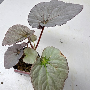 베고니안 실버스트레인지