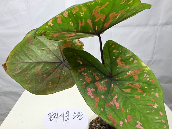 갈라디움 스완--1