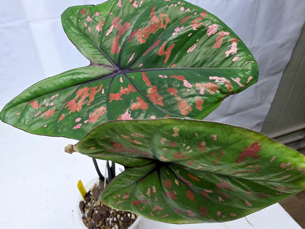 갈라디움 스완--2