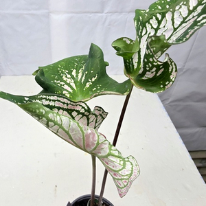 칼라디움 타이뷰티 화분