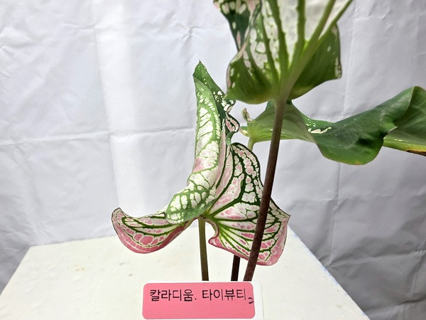 칼라디움 타이뷰티 화분--2