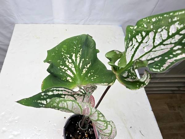 칼라디움 타이뷰티 화분--3