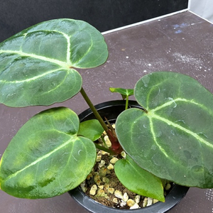 안스리움 관엽식물 미쉘 자라