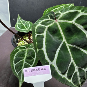안스리움 관엽식물 레드크리스탈 리넘