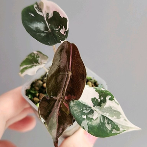 알로카시아 찬트리에 핑크 바리에가타