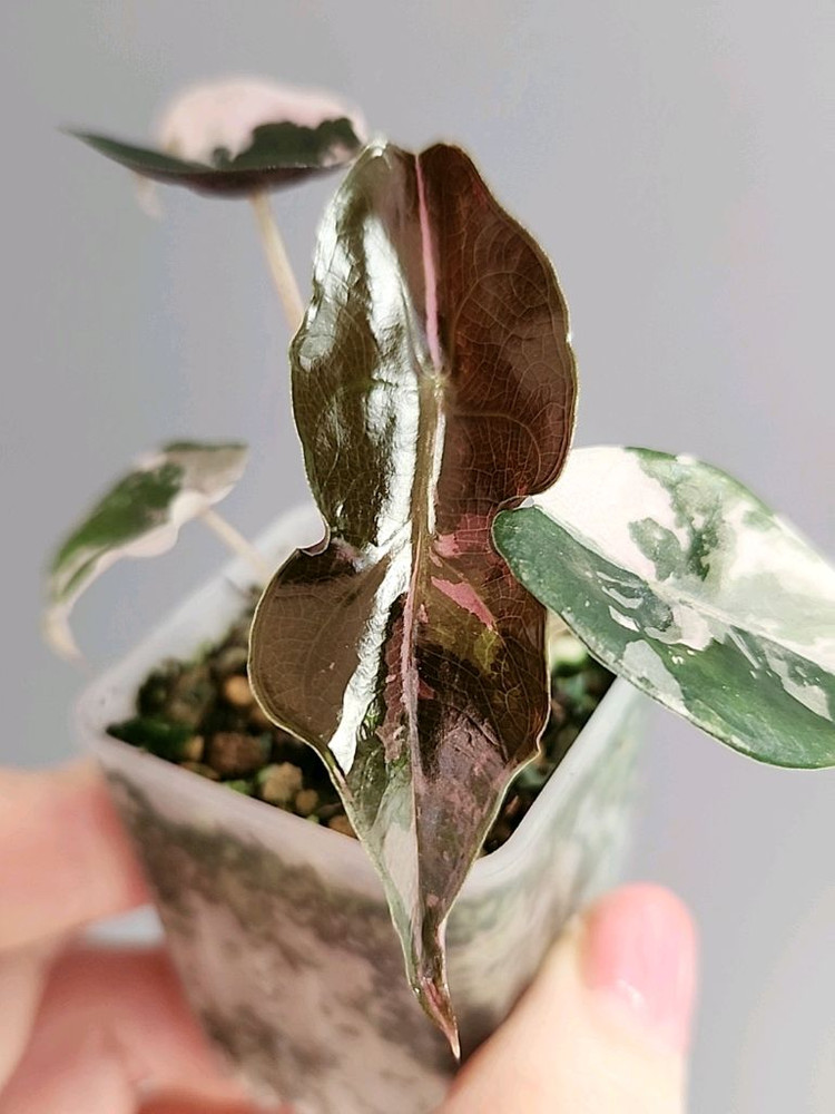 알로카시아 찬트리에 핑크 바리에가타--1