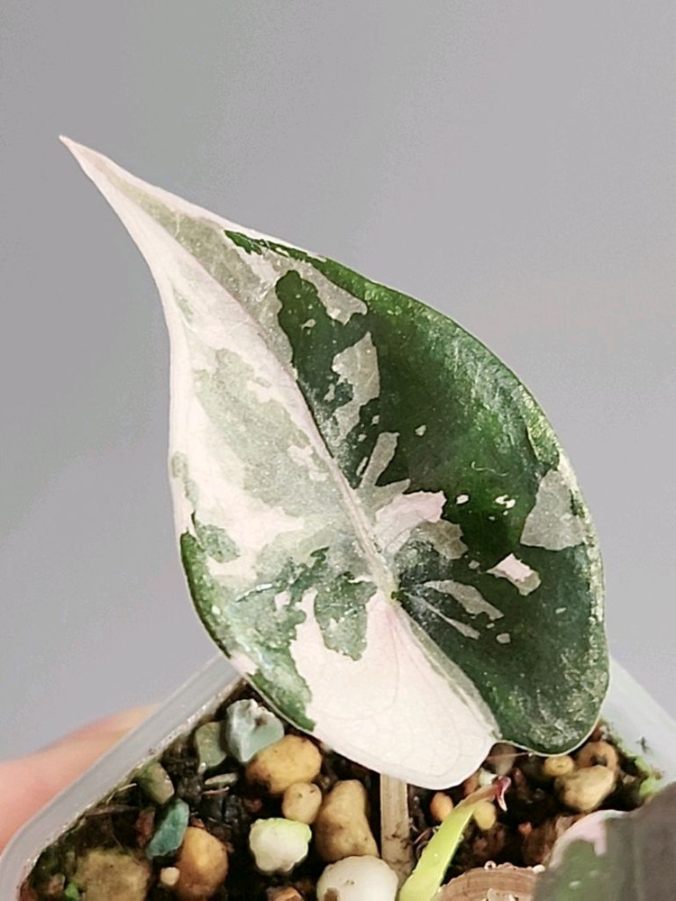 알로카시아 찬트리에 핑크 바리에가타--2