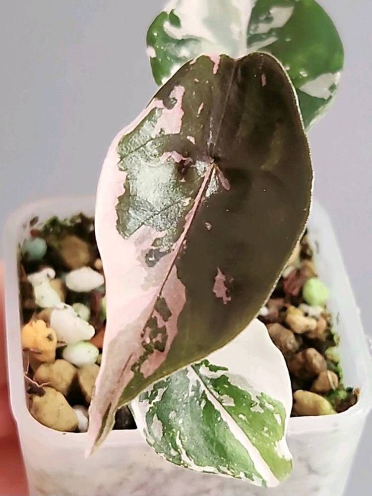 알로카시아 찬트리에 핑크 바리에가타--3