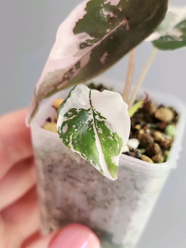 알로카시아 찬트리에 핑크 바리에가타--4