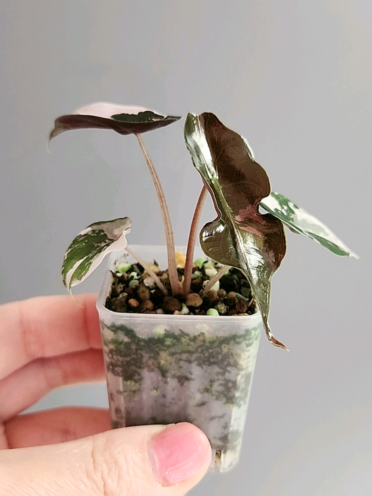 알로카시아 찬트리에 핑크 바리에가타--5