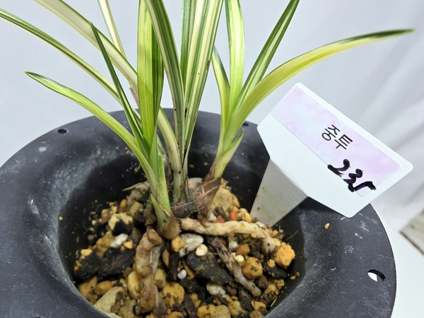 한국춘란 중투--1