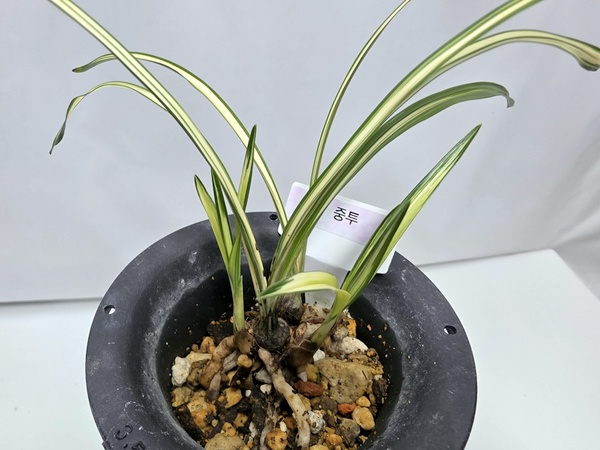 한국춘란 중투--2