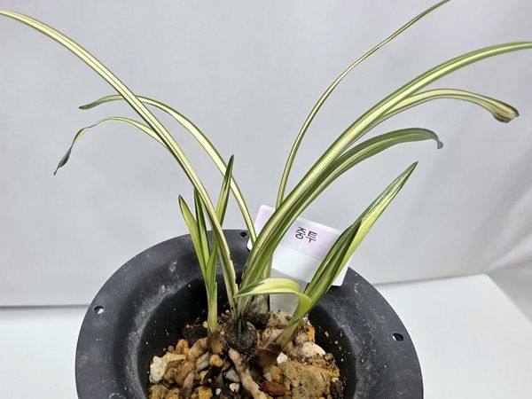 한국춘란 중투--3