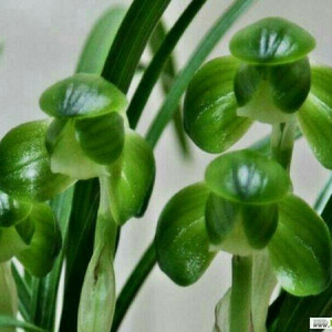 한국춘란 원판소심 송옥