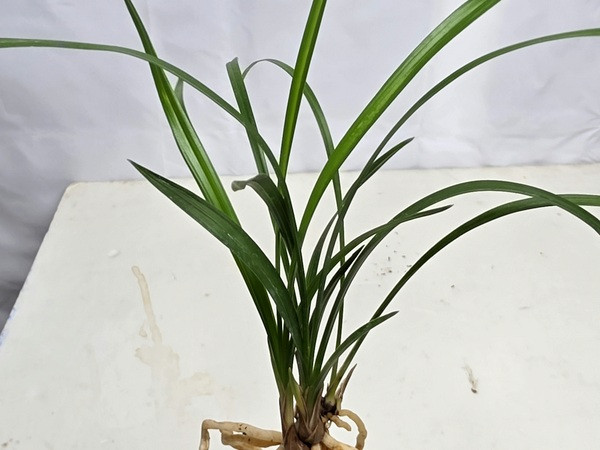 한국춘란 원판소심 송옥--1