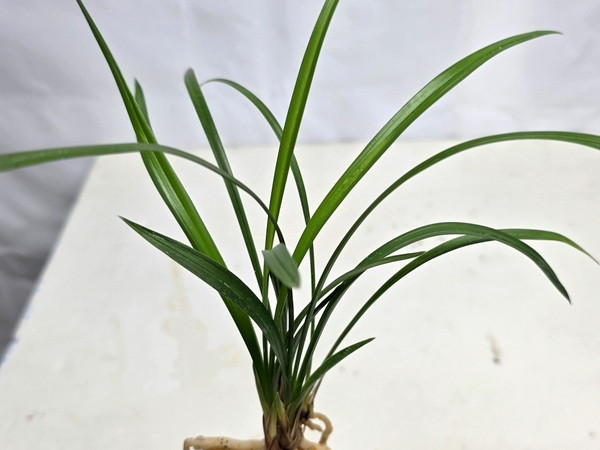 한국춘란 원판소심 송옥--2