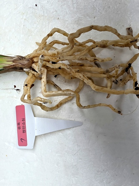 한국춘란 원판소심 송옥--3