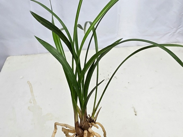 한국춘란 원판소심 송옥--4