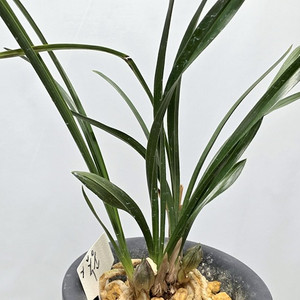 중국춘란 유향종 녹운 꽃대2