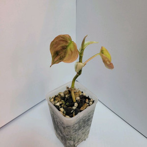 필로덴드론 핑크미칸 바리에가타