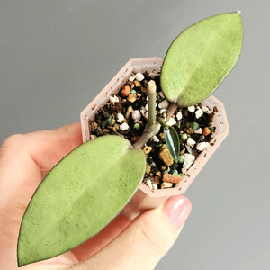 호야 실버달라 실버달러