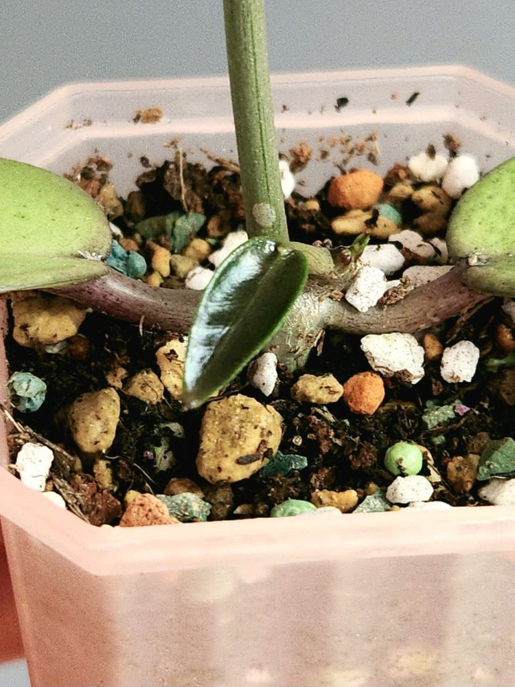 호야 실버달라 실버달러--1