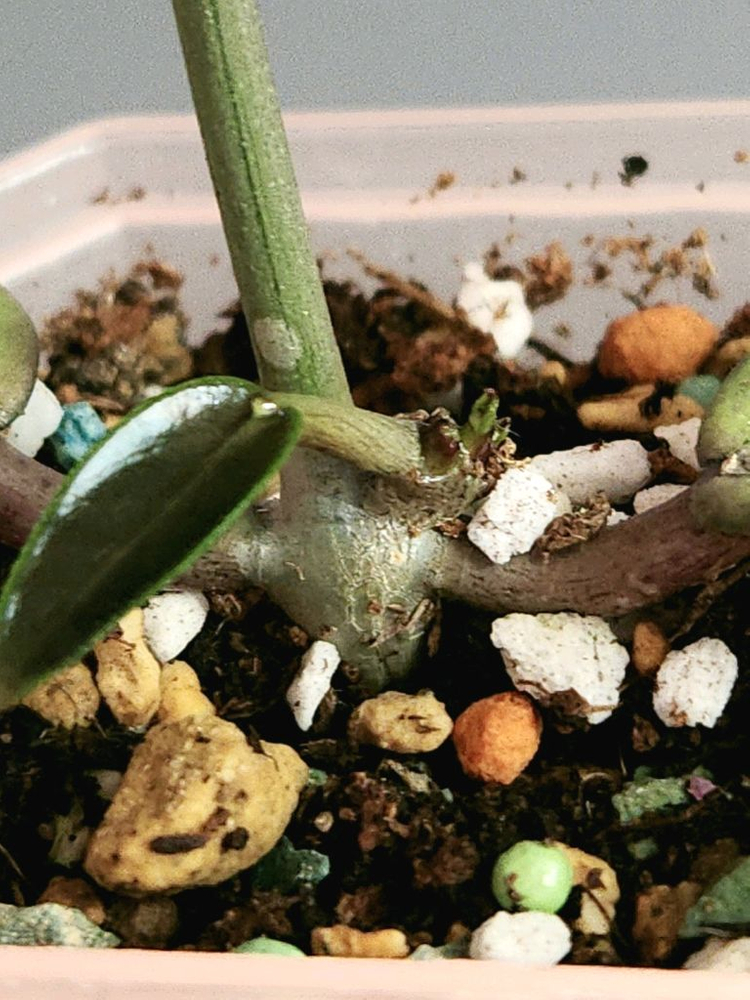 호야 실버달라 실버달러--2