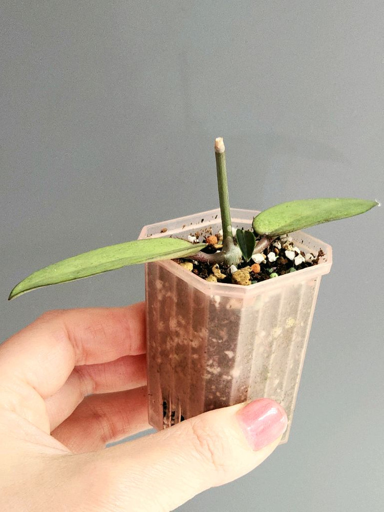 호야 실버달라 실버달러--3