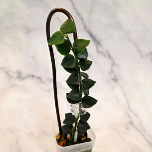 호야 칭흥엔시스