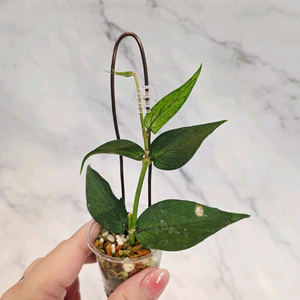 호야 폴리네우라 그린 1번