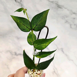 호야 폴리네우라 그린 2번