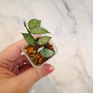 호야 라쿠노사 화이트펄 4번