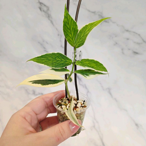 호야 폴리네우라 알보