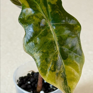 알로카시아 푸세이도 옐로우 바리에가타