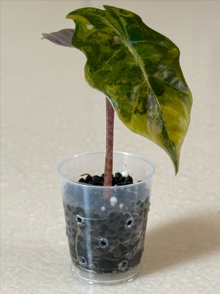 알로카시아 푸세이도 옐로우 바리에가타--1