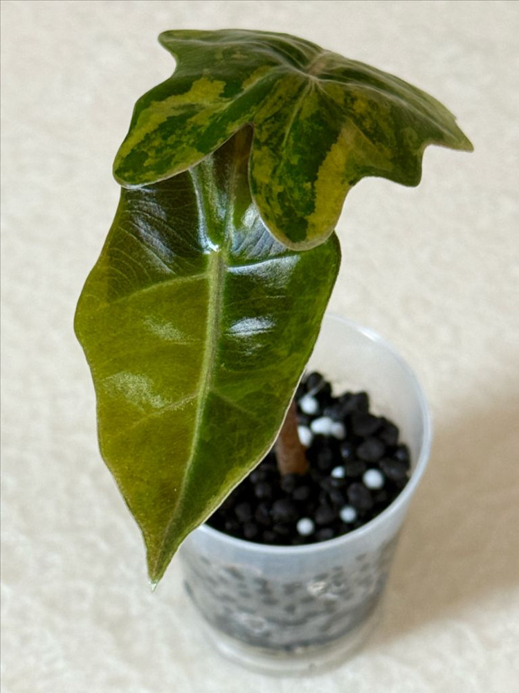 알로카시아 푸세이도 옐로우 바리에가타--2