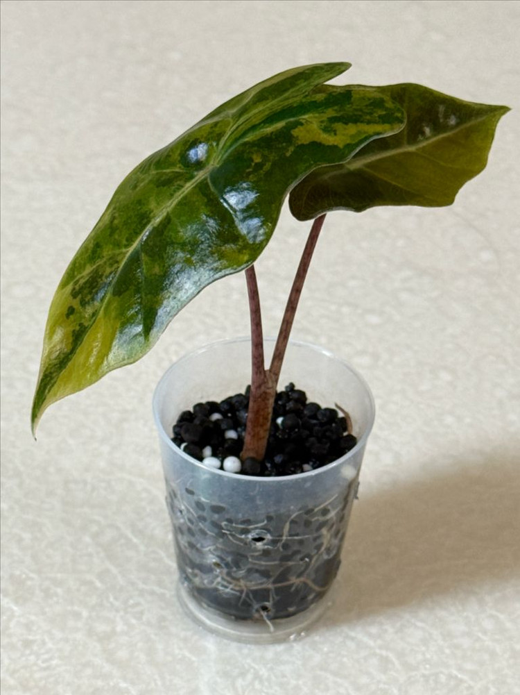 알로카시아 푸세이도 옐로우 바리에가타--3