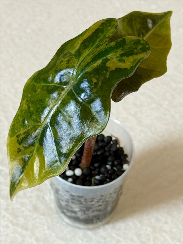 알로카시아 푸세이도 옐로우 바리에가타--4