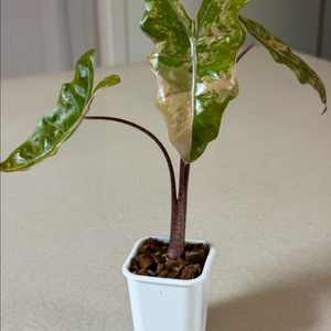 알로카시아 푸세이도 옐로우