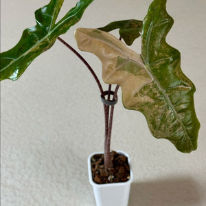 (모주급) 알로카시아 푸세이도 옐로우 바리에가타