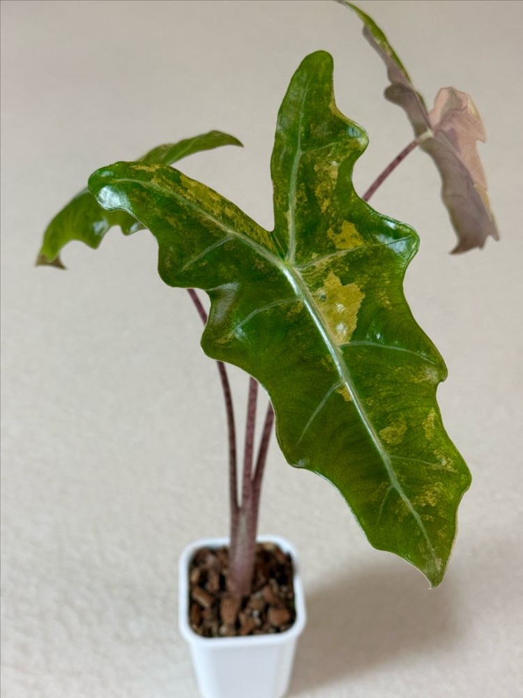 (모주급) 알로카시아 푸세이도 옐로우 바리에가타--1