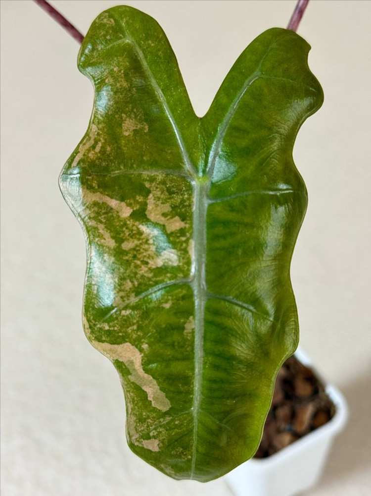 (모주급) 알로카시아 푸세이도 옐로우 바리에가타--2