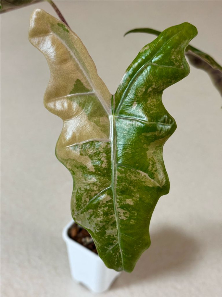 (모주급) 알로카시아 푸세이도 옐로우 바리에가타--3