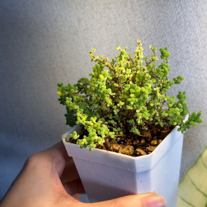 드로산데뭄 슈퍼글로보섬