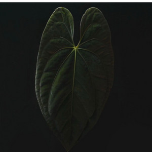 안스리움 다크피닉스