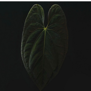 안스리움 다크피닉스